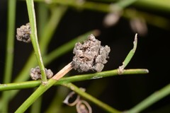 Aceria carmichaeliae