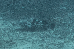 Epinephelus malabaricus
