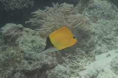 Forcipiger longirostris