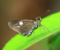 Oerane microthyrus
