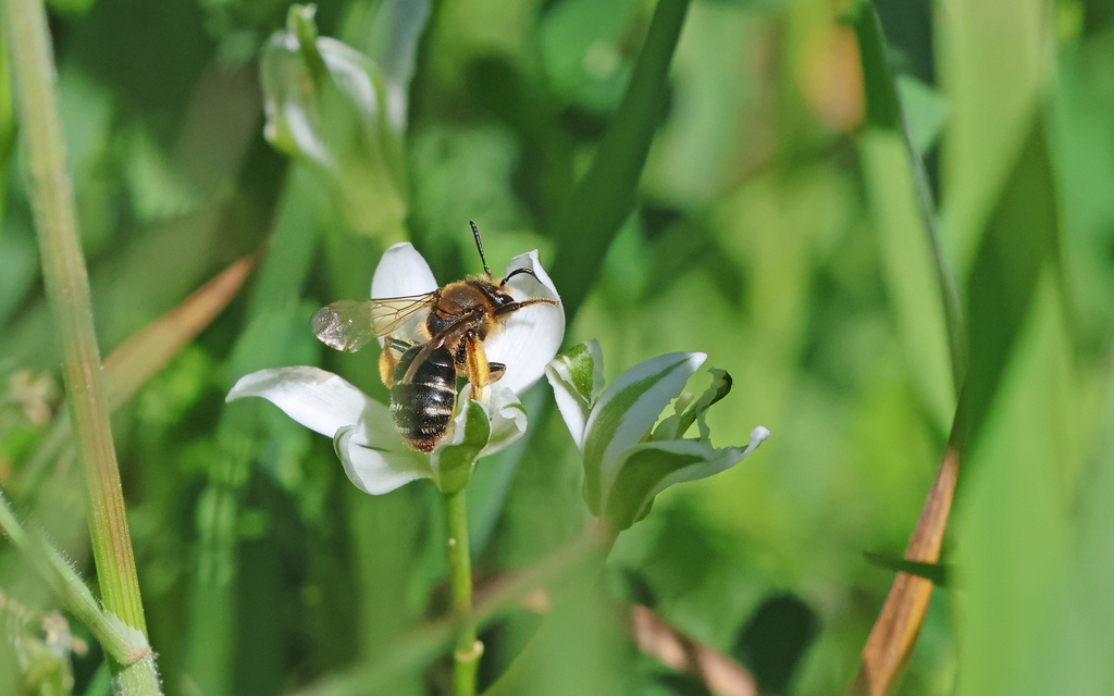 Andrena mocsaryi