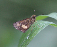 Oriens paragola