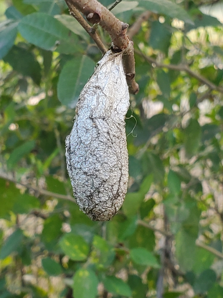 Forbes' Silk Moth in April 2024 by candiwelliver · iNaturalist