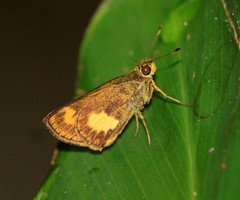 Oriens paragola