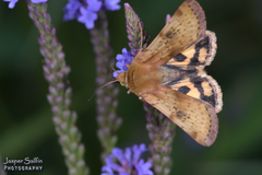Heliothis acesias