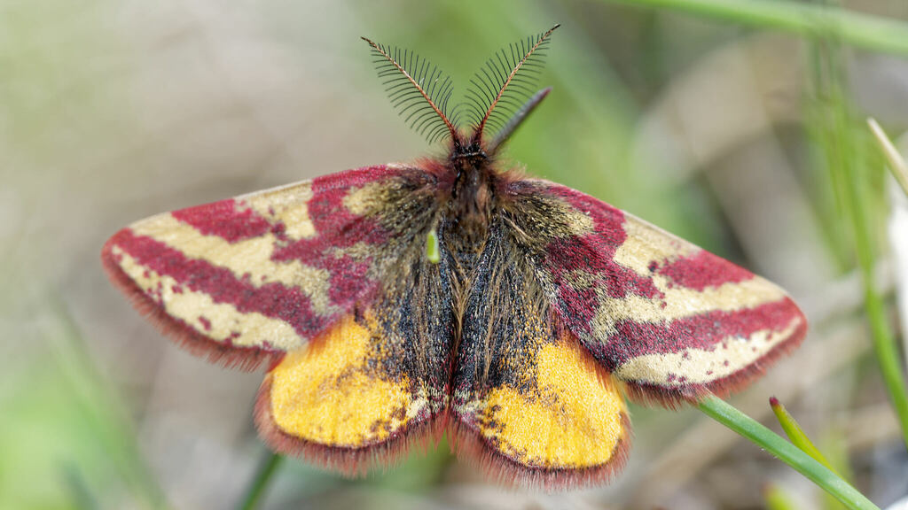 Lythria plumularia
