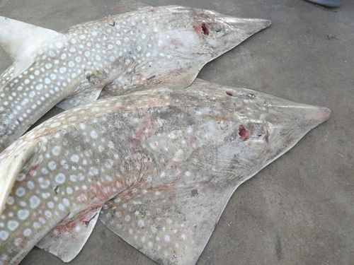 Giant guitarfish (Rhynchobatus djiddensis) — Rhinidae — 2