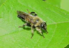 Laphria sacrator
