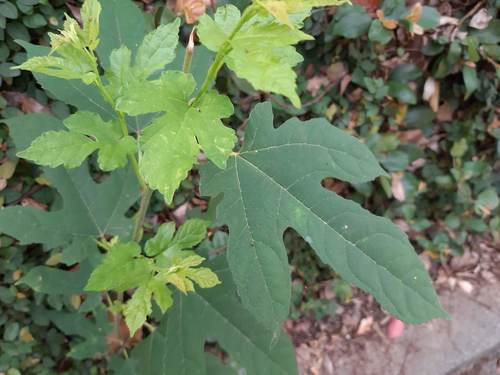 Morus indica