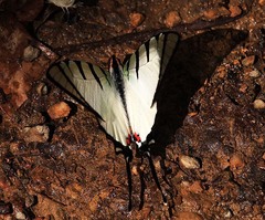 Graphium agetes