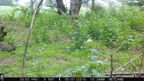 Eastern Cottontail photographed in Maryland