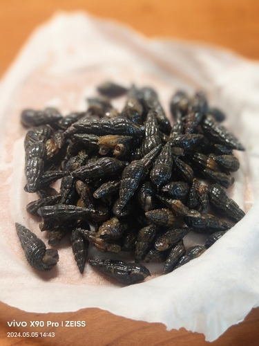 Koreoleptoxis amurensis