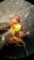 Rhynchospora harveyi