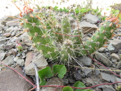 Austrocylindropuntia shaferi