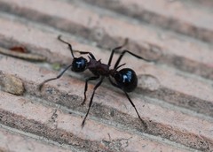 Polyrhachis lamellidens
