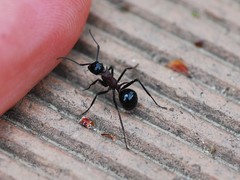 Polyrhachis lamellidens