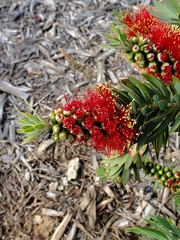 Melaleuca
