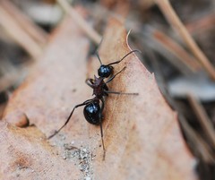 Polyrhachis lamellidens