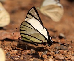 Graphium agetes