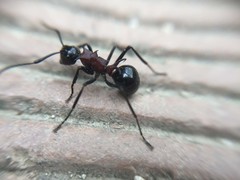 Polyrhachis lamellidens