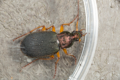 Chlaenius aestivus