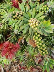 Melaleuca