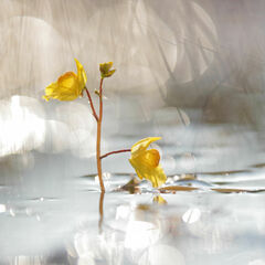 Common Bladderwort (Utricularia vulgaris)