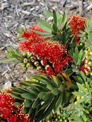 Melaleuca