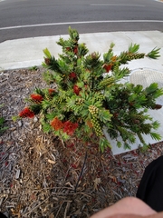 Melaleuca