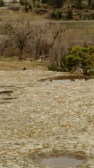 Haemorhous mexicanus