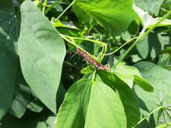 Macroglossum corythus