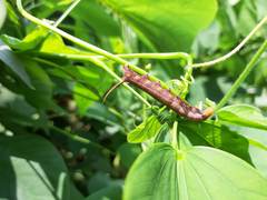 Macroglossum corythus