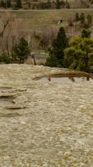 Haemorhous mexicanus