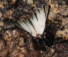Graphium agetes