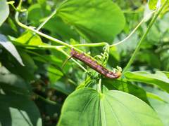 Macroglossum corythus