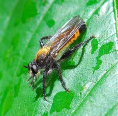 Laphria sericea