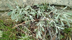 Artemisia ludoviciana