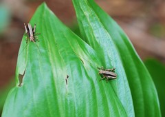 Paratlanticus ussuriensis