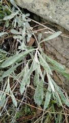 Artemisia ludoviciana