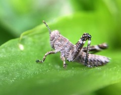 Ognevia longipennis