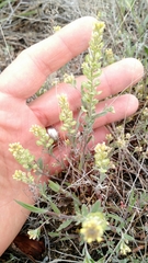 Alyssum desertorum