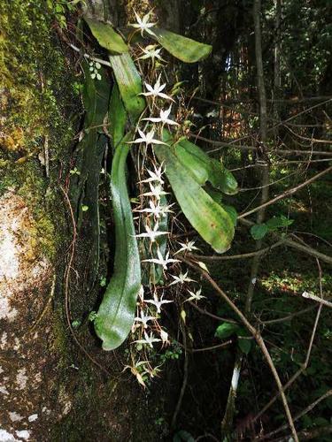 Aerangis brachycarpa (A.Rich.) T.Durand & Schinz 3
