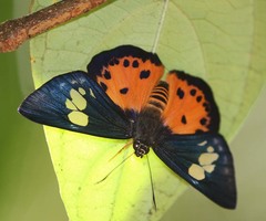 Pintara pinwilli