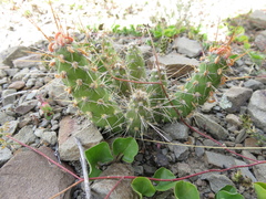 Austrocylindropuntia shaferi