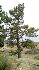 Pinus ponderosa