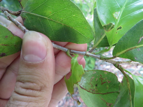 Coccoloba diversifolia image