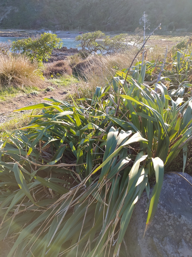 Mountain flax from Southgate, Wellington 6023, New Zealand on April 26 ...