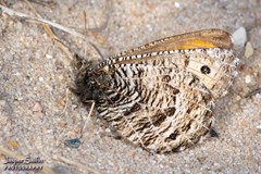 Oeneis chryxus strigulosa