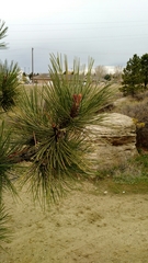 Pinus ponderosa
