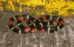 Micrurus lemniscatus helleri